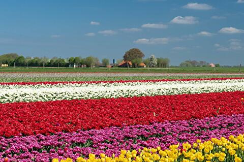Tulpenfestival 2025