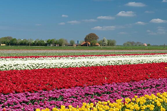 Tulpenfestival 2025