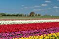 Tulpenveld