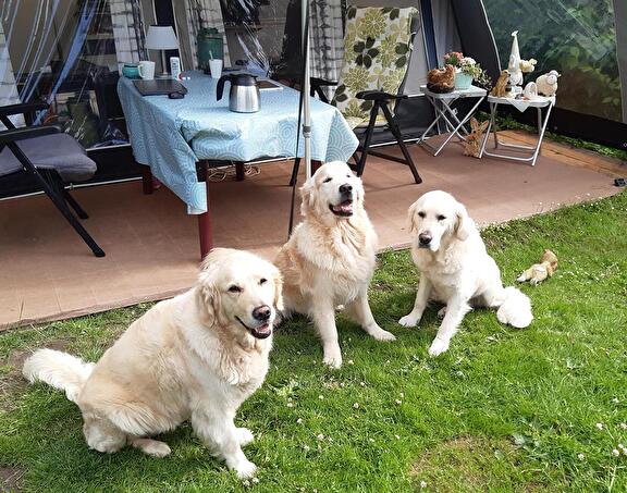 Honden uitlaten